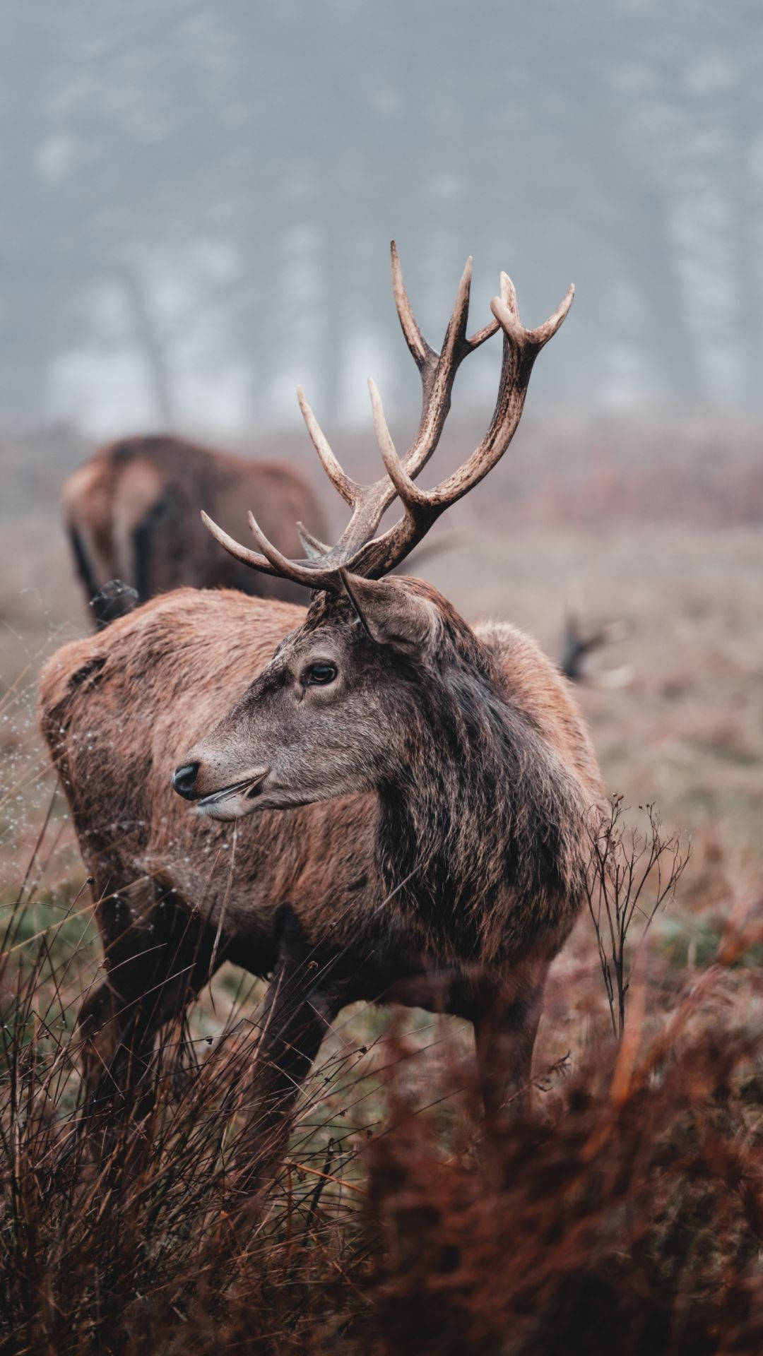 Experience Nature's Splendor With The Deer Iphone Background