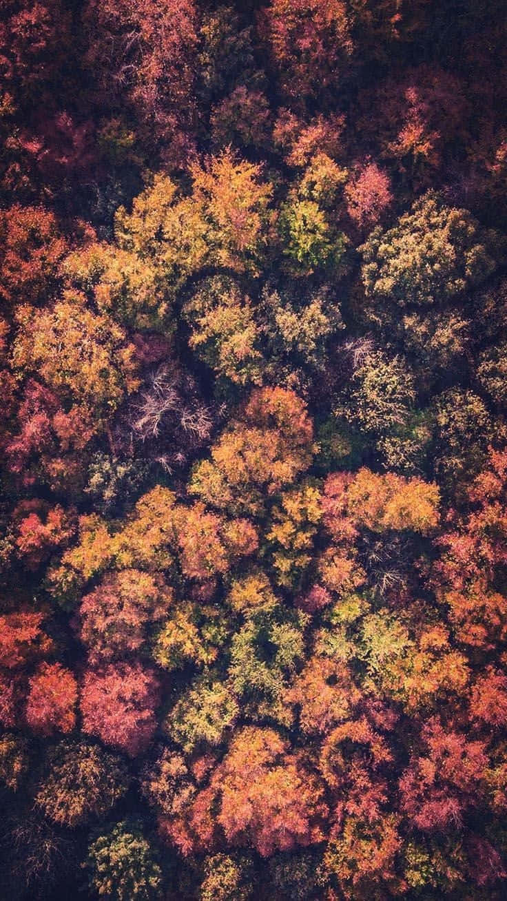 “experience Perfect Fall Luxury” Background