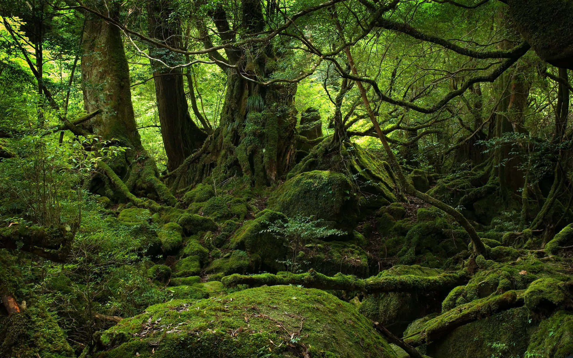 Experience The Beauty Of A Dark Green Forest Background