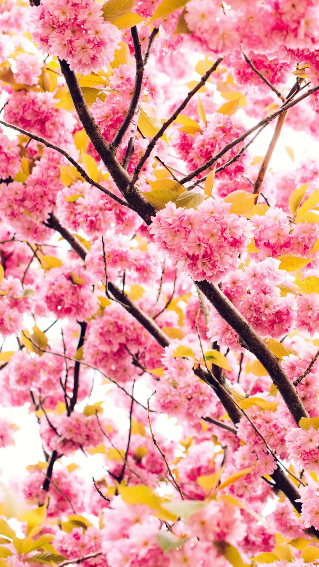 Experience The Beauty Of A New Spring Season With These Lovely Pink Cherry Blossoms Background