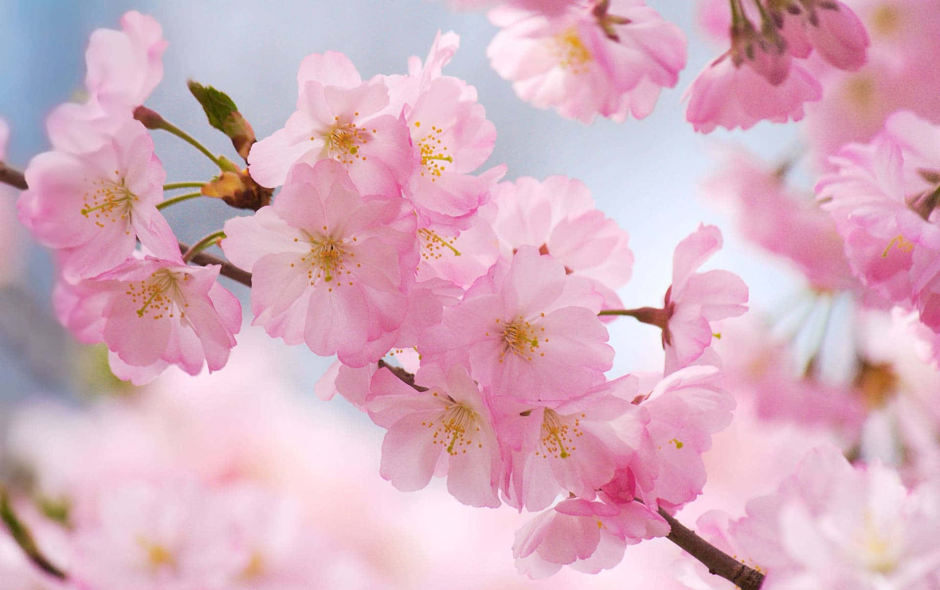 Experience The Beauty Of A Sakura Blossom In Full Bloom Background