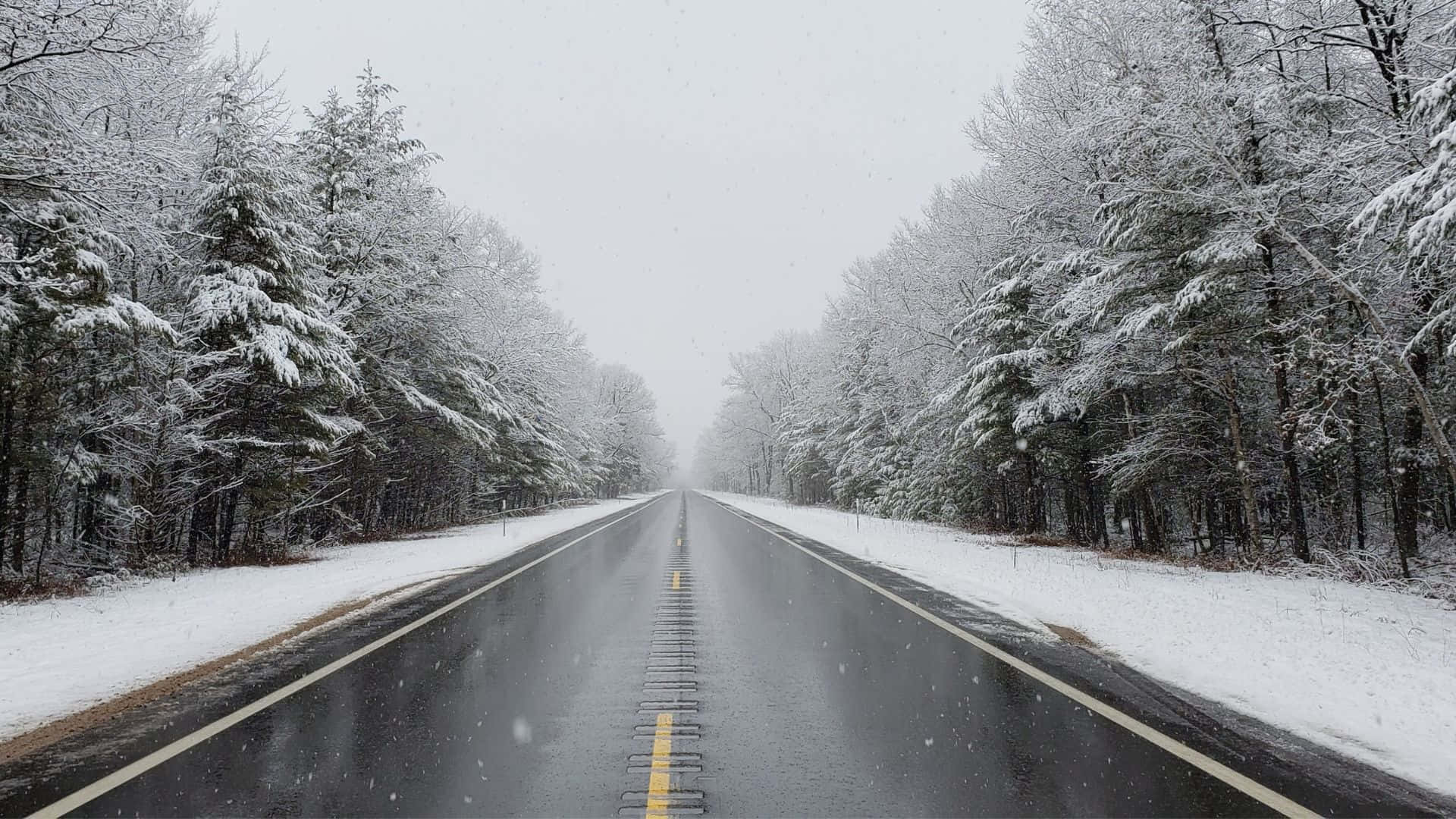 Experience The Beauty Of A Winter Forest Background