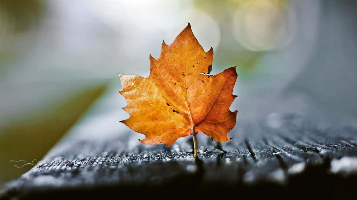 Experience The Beauty Of Autumn With This Stunning Autumn Leaf Background