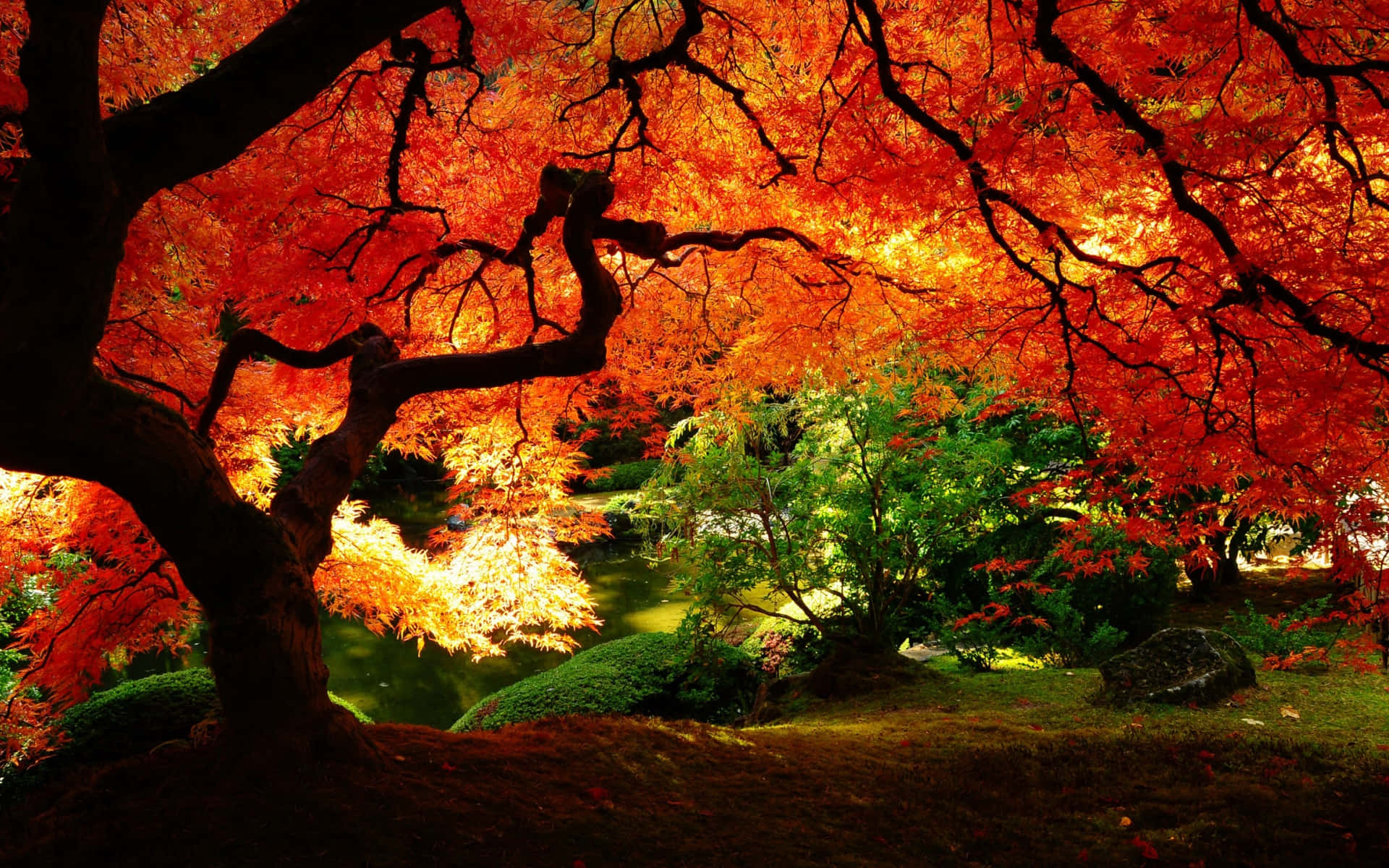 Experience The Beauty Of Fall As Golden Foliage Engulfs The Countryside. Background