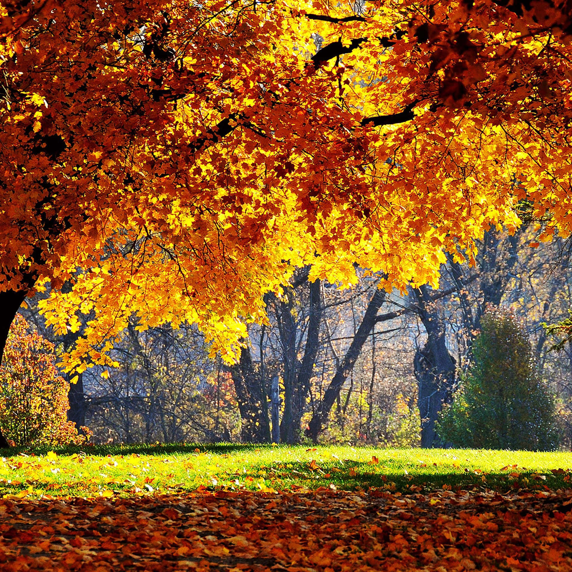 Experience The Beauty Of Fall With A New Ipad Background