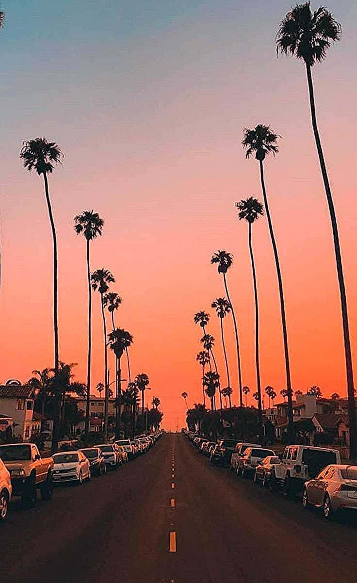 Experience The Beauty Of Pink Summer! Background