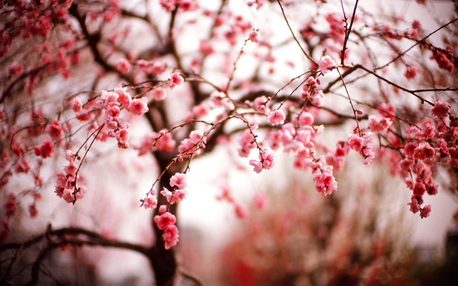 Experience The Beauty Of Sakura Blossom In Japan