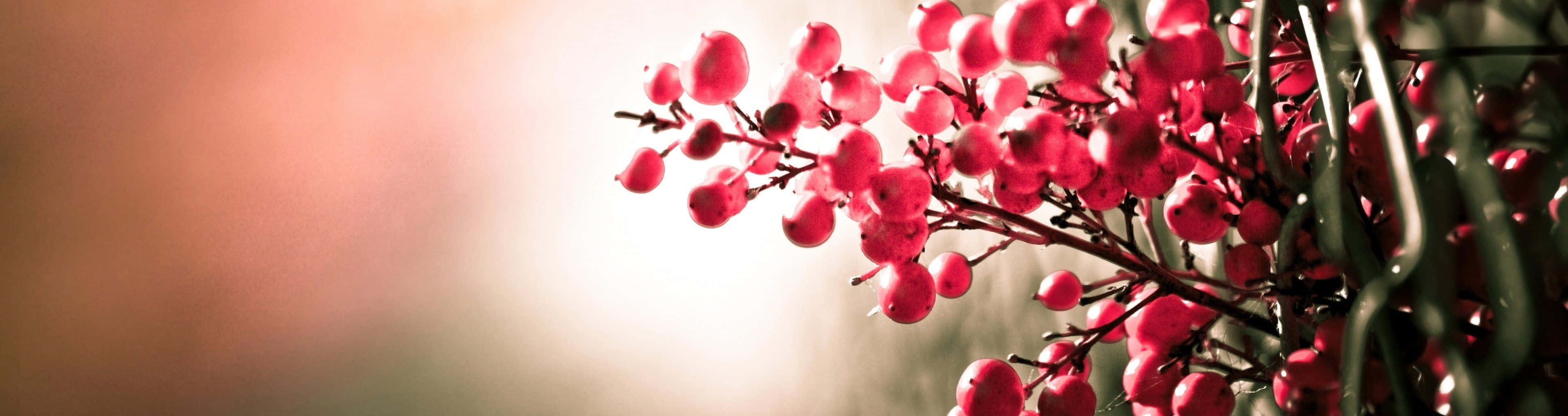 Experience The Beauty Of Spring With This Colorful Dual Monitor Wallpaper! Background