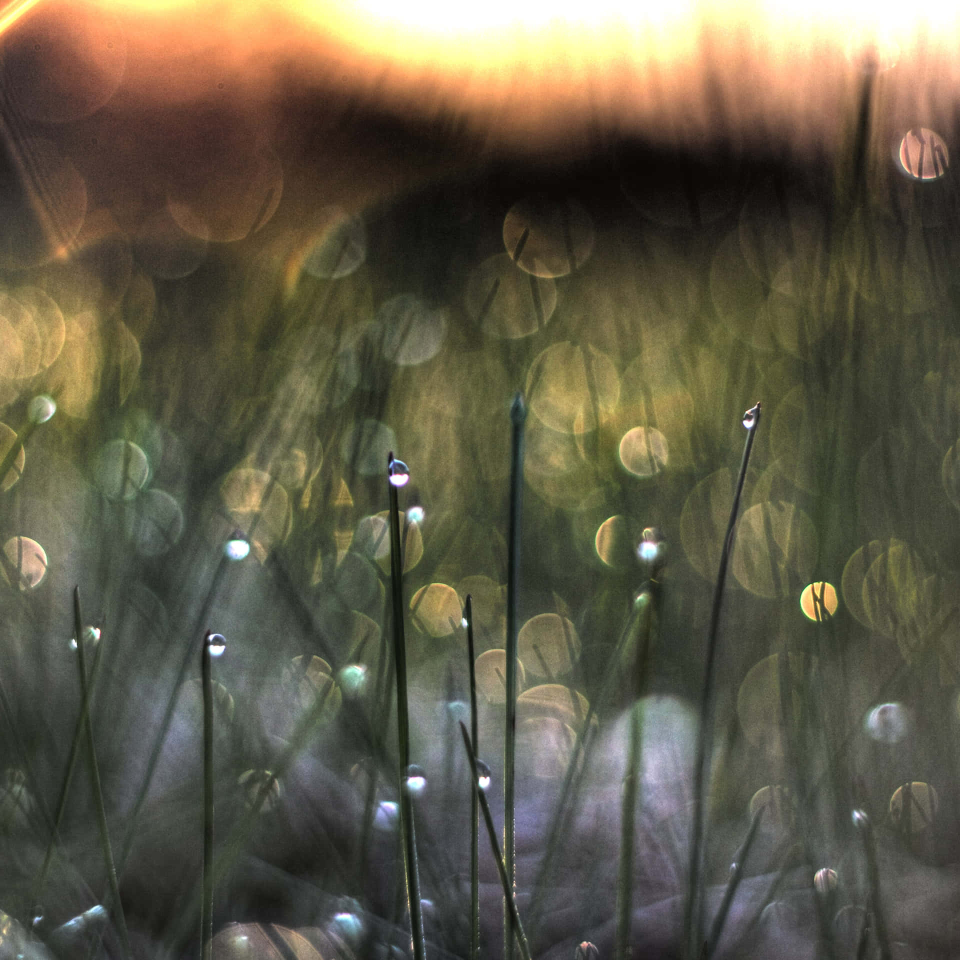 Experience The Beauty Of Spring With This Hd-quality Ipad Wallpaper. Background