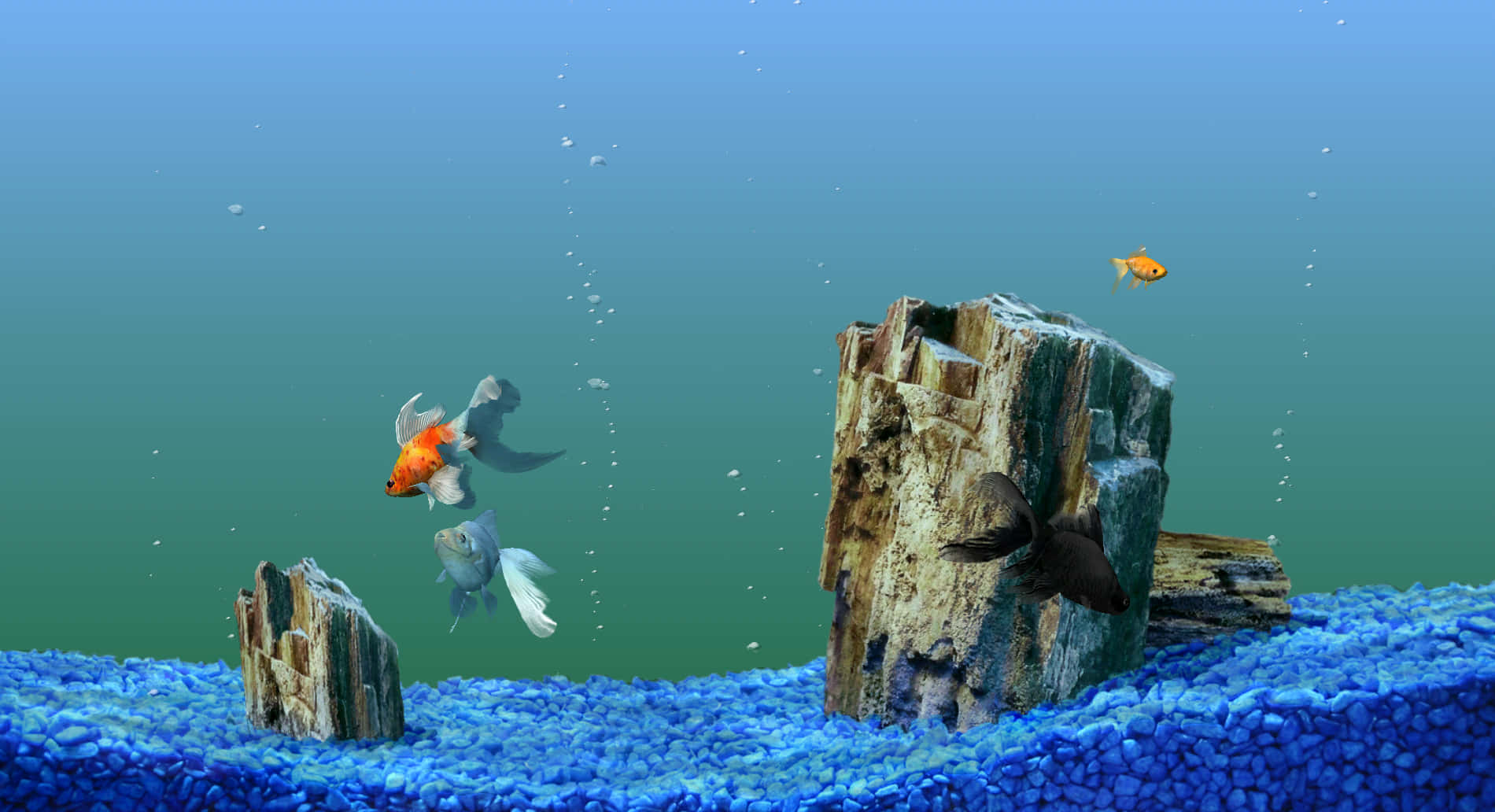 Experience The Beauty Of Underwater Life In Your Own Home With An Aquarium Fish Tank Background