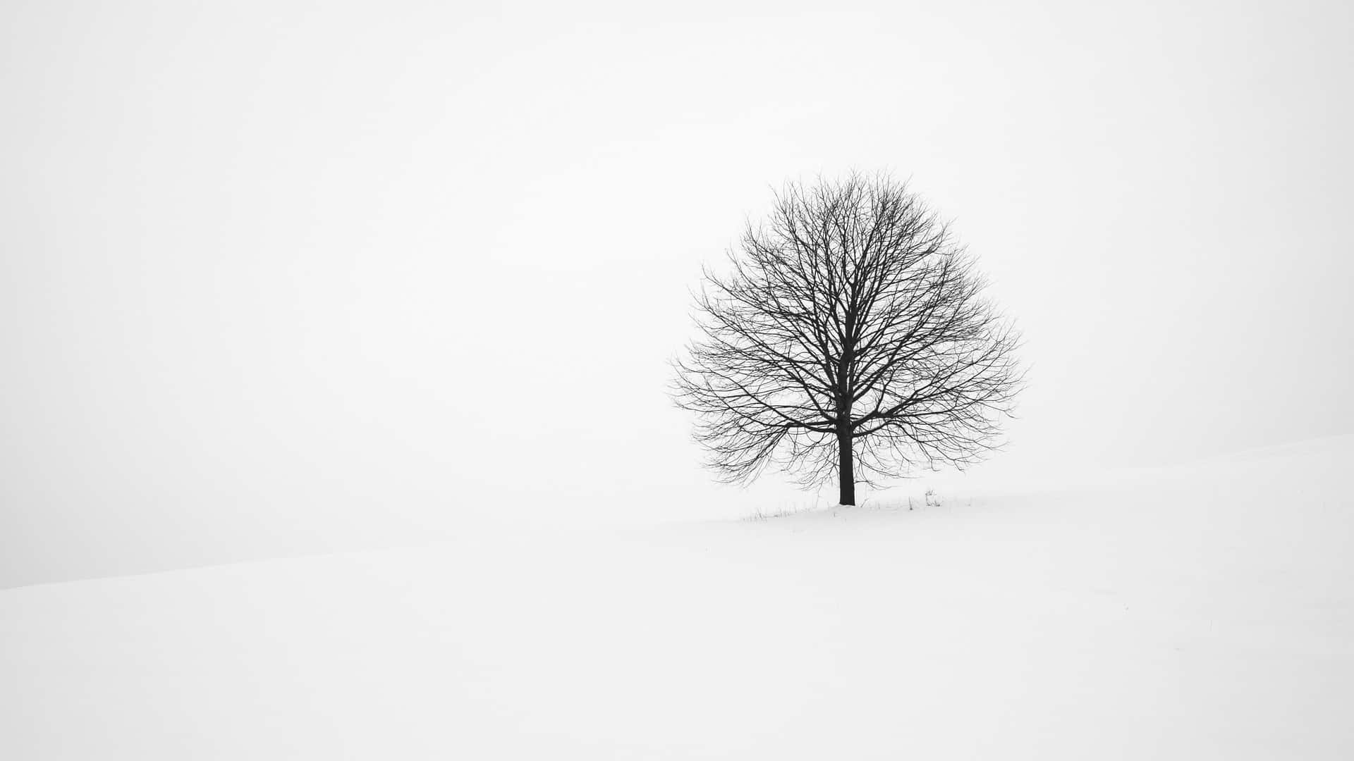 Experience The Beauty Of Winter In All Its Minimalist Glory Background