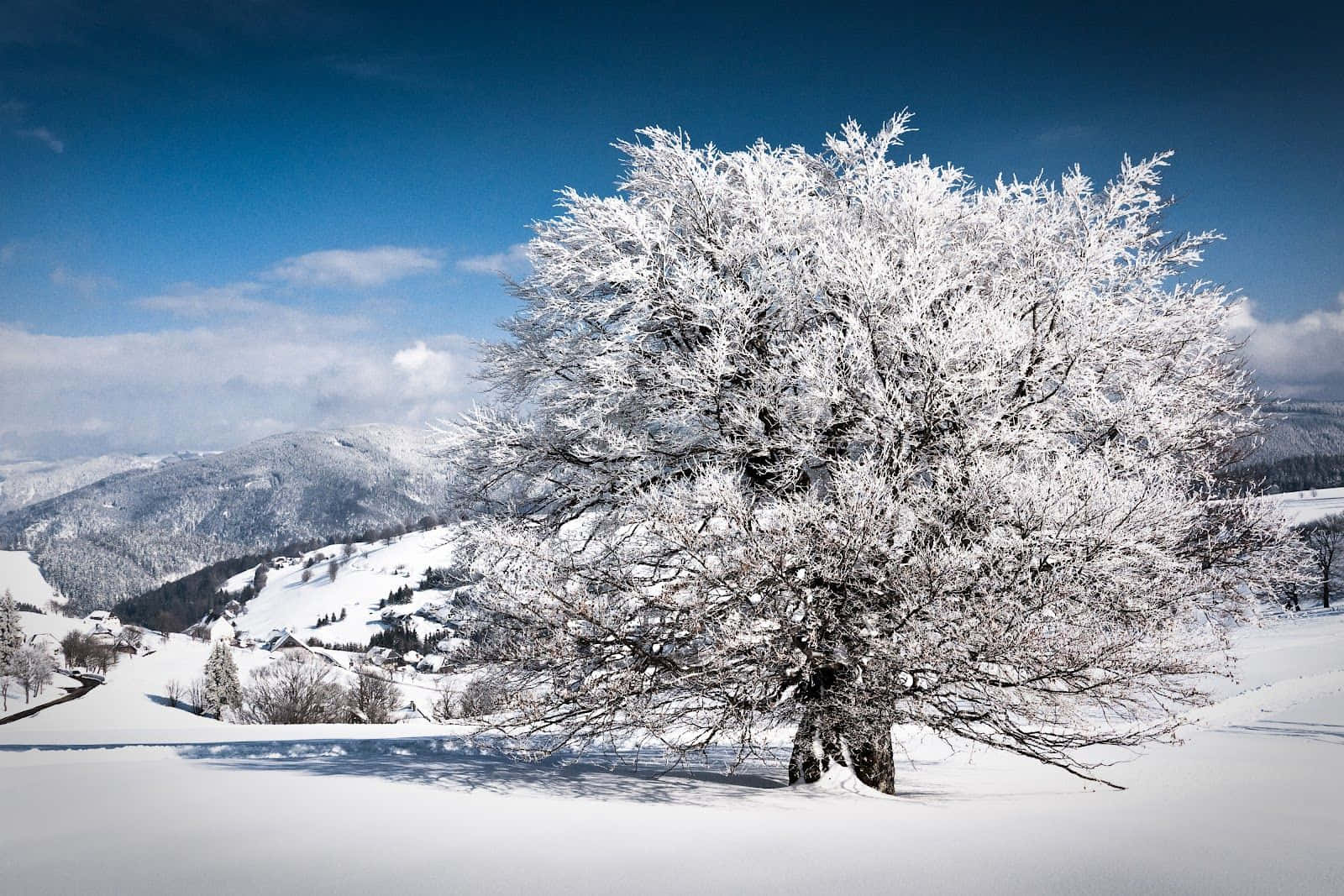 Experience The Best Winter Scenery Background