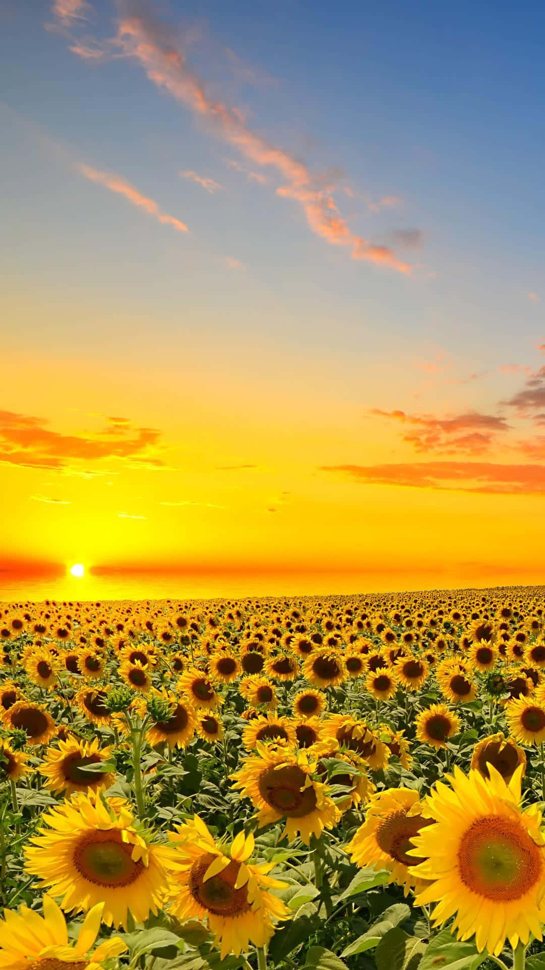 Experience The Elegance Of A Sunflower Aesthetic On Your Iphone Background