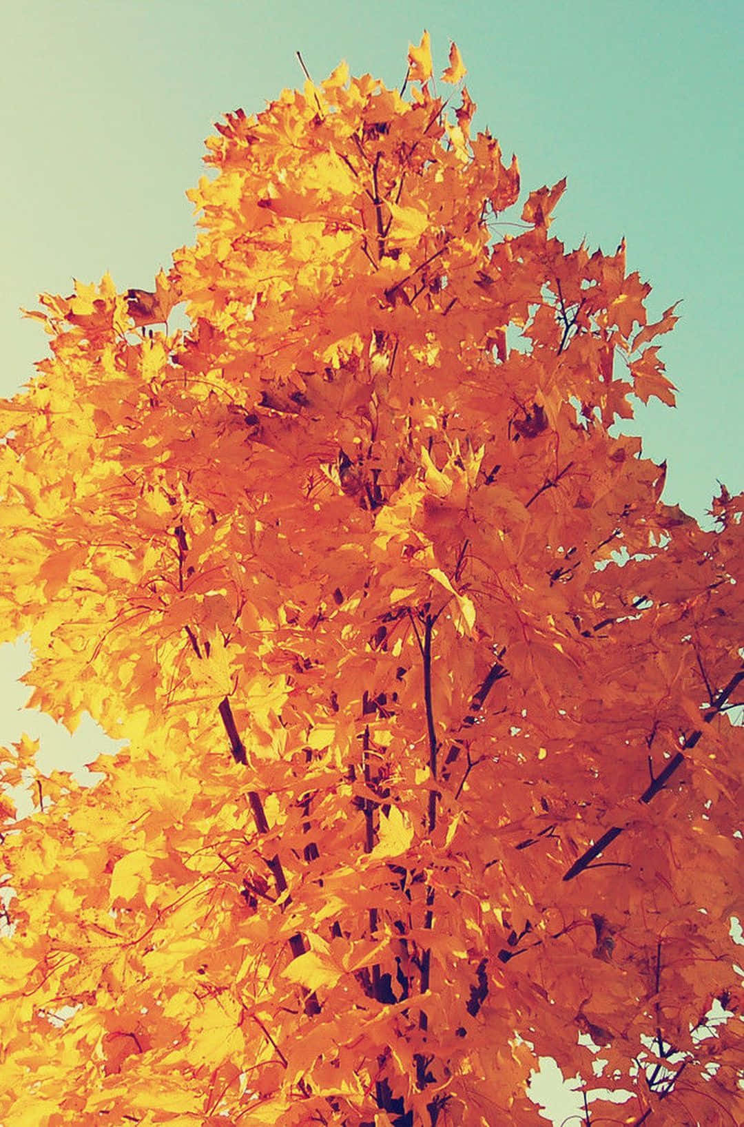 Experience The Fall Season With The Apple Iphone 6 Plus. Background