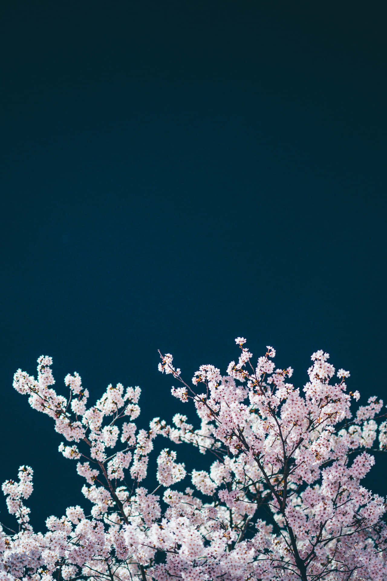 ‘experience The Magic Of A Night Cherry Blossom’ Background