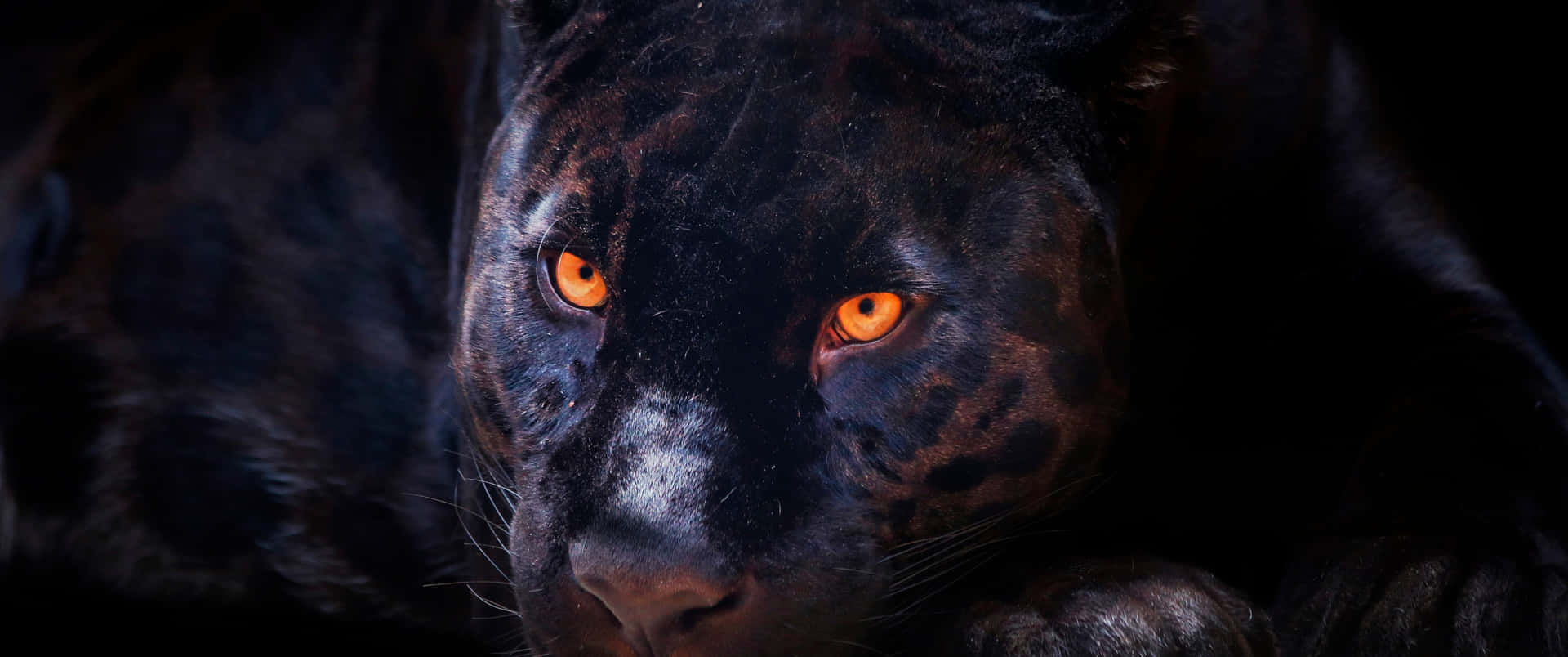 Experience The Majestic Presence Of The Cool Black Panther Animal Background
