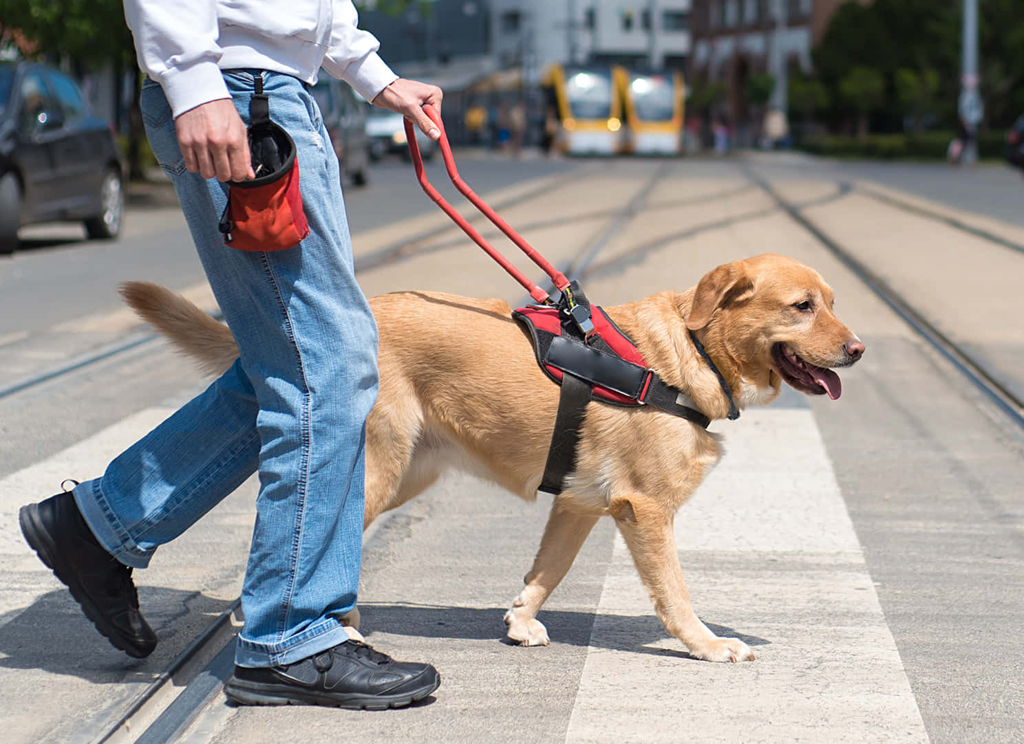 Expert Dog Trainer Guiding A Dog Through An Agility Course