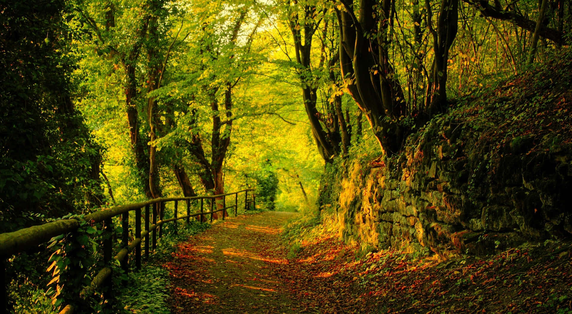 Explore A Magical Forest With Forest Desktop Background