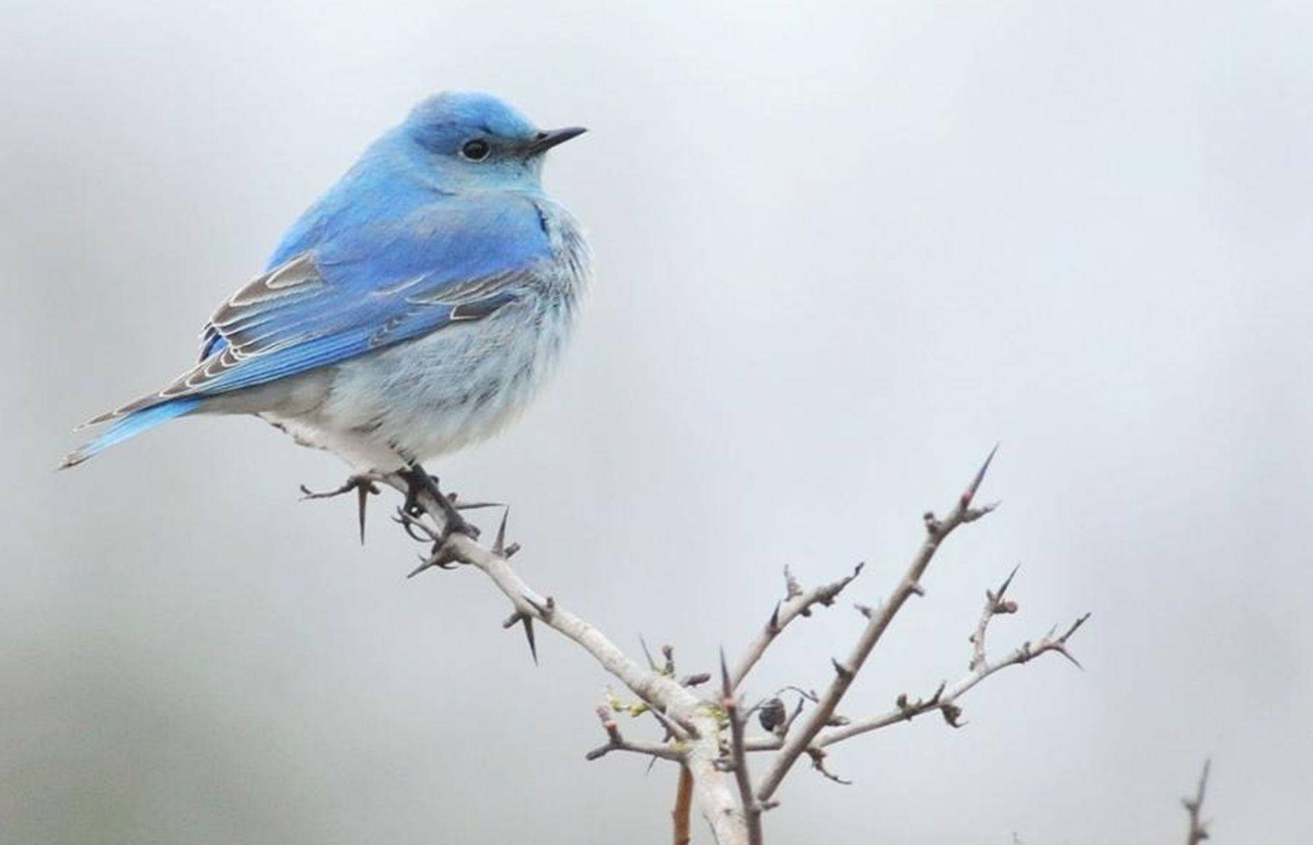 Explore An Enchanted World With A Curious Chubby Blue Bird Background