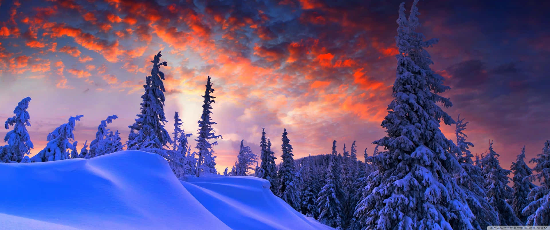 Explore Nature's Beauty In A 3440x1440 Winter Wonderland Background