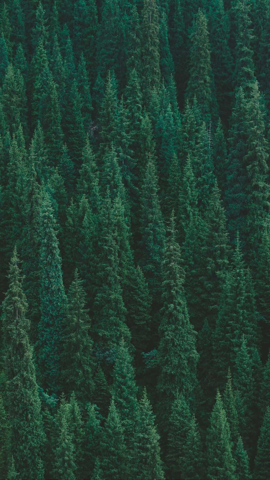 Explore Nature's Splendors With Trees Iphone Background