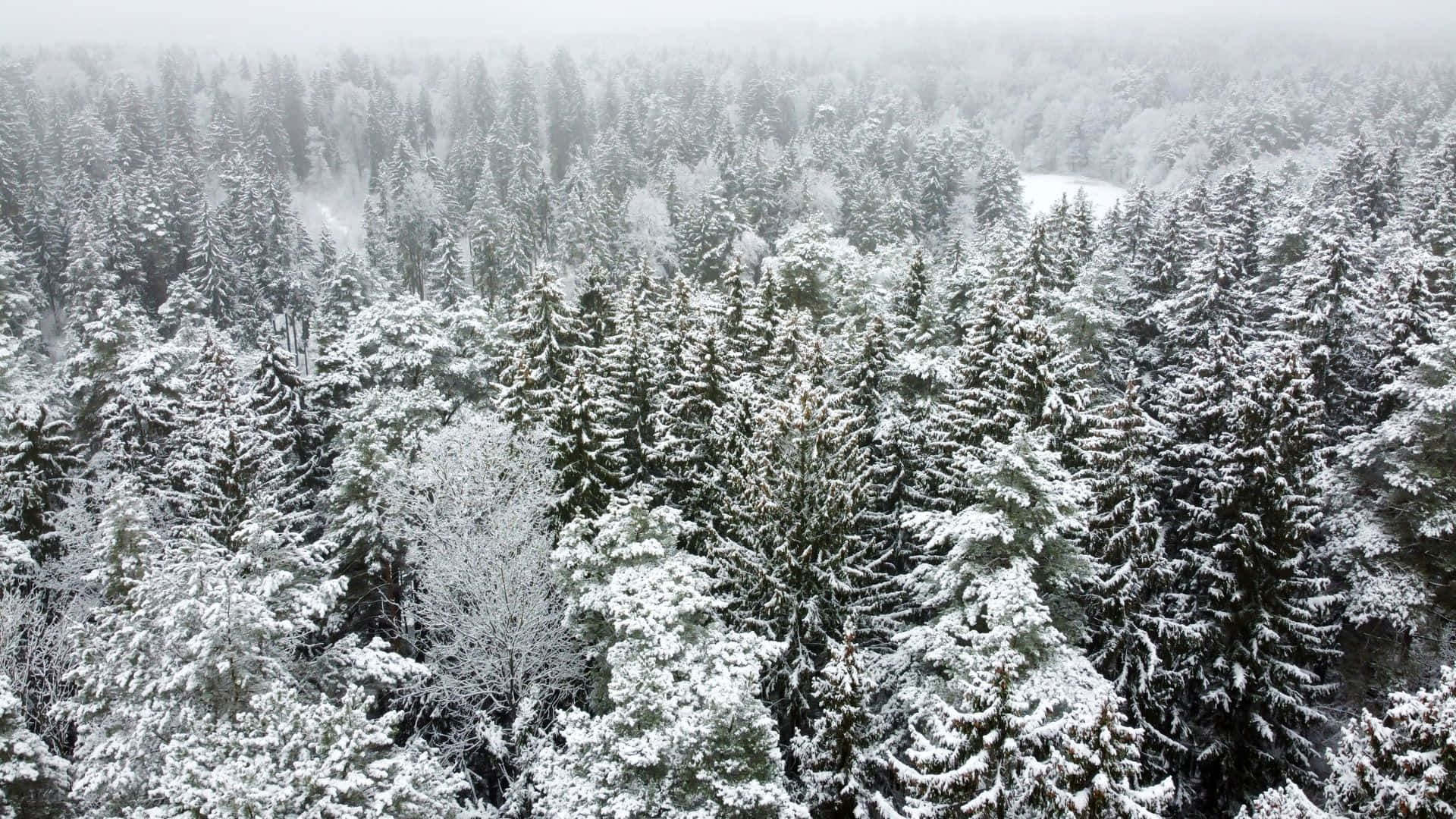 Explore The Beauty Of A Tranquil Winter Forest. Background