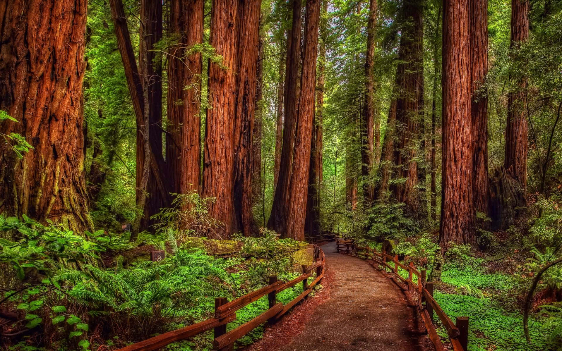 Explore The Beauty Of Nature With This Breathtaking Forest Desktop Background. Background