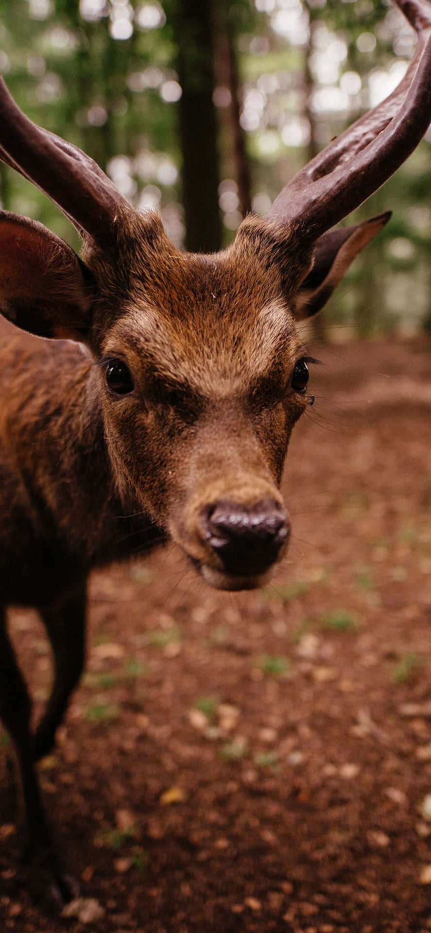 Explore The Beauty Of Nature With This Stunning Animals Iphone Wallpaper Background