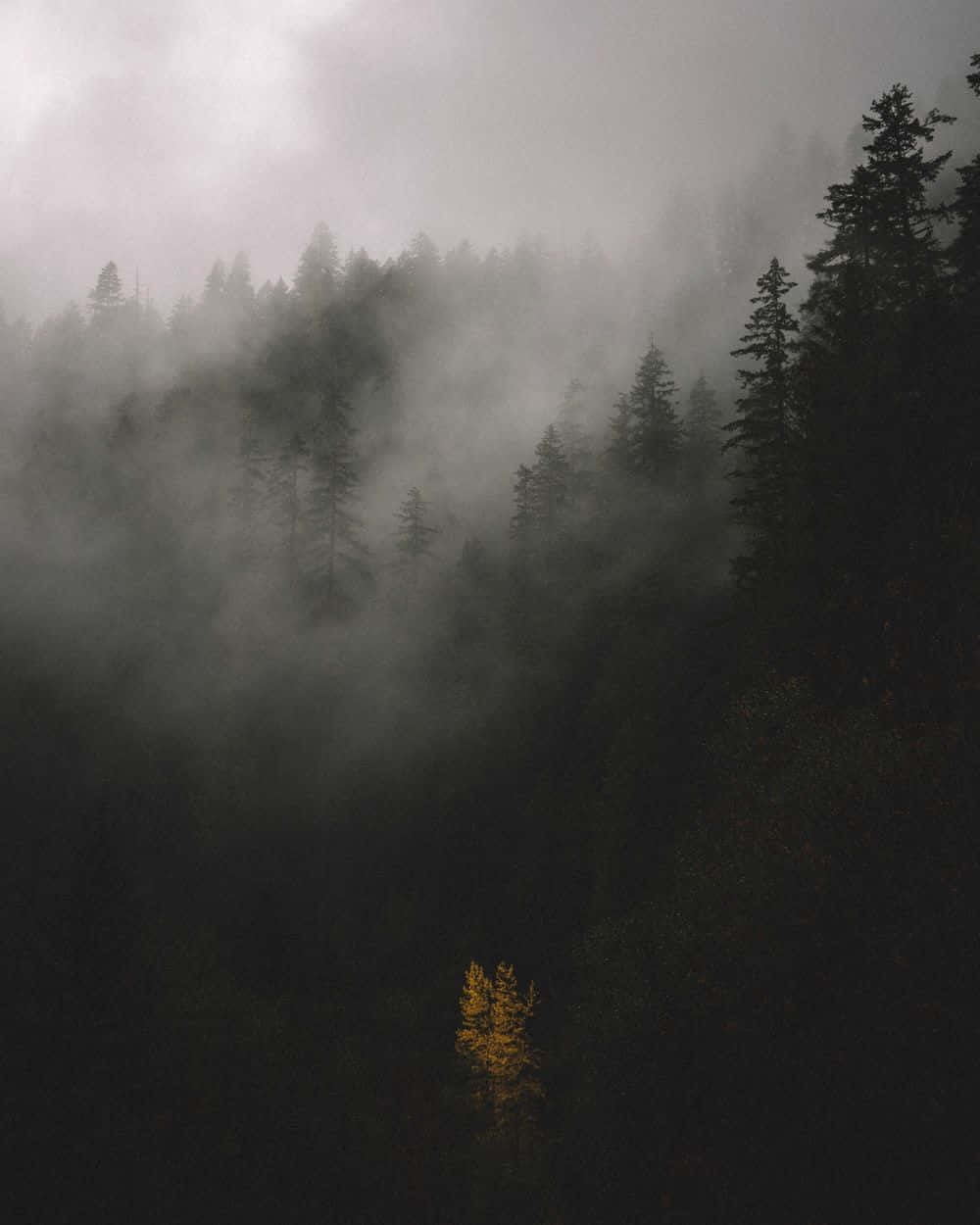 Explore The Beauty Of The Fog Background