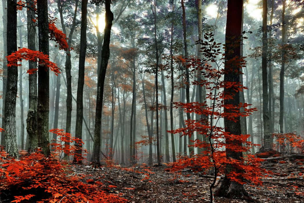 Explore The Beauty Of The Red Forest Background