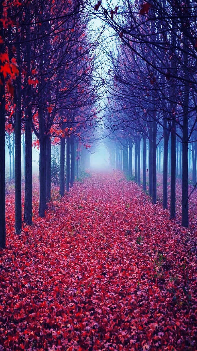 Explore The Beauty Of The Red Forest Background