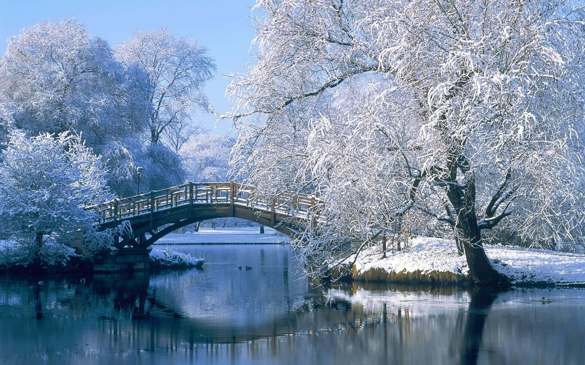 Explore The Beauty Of Winter In Nature Background