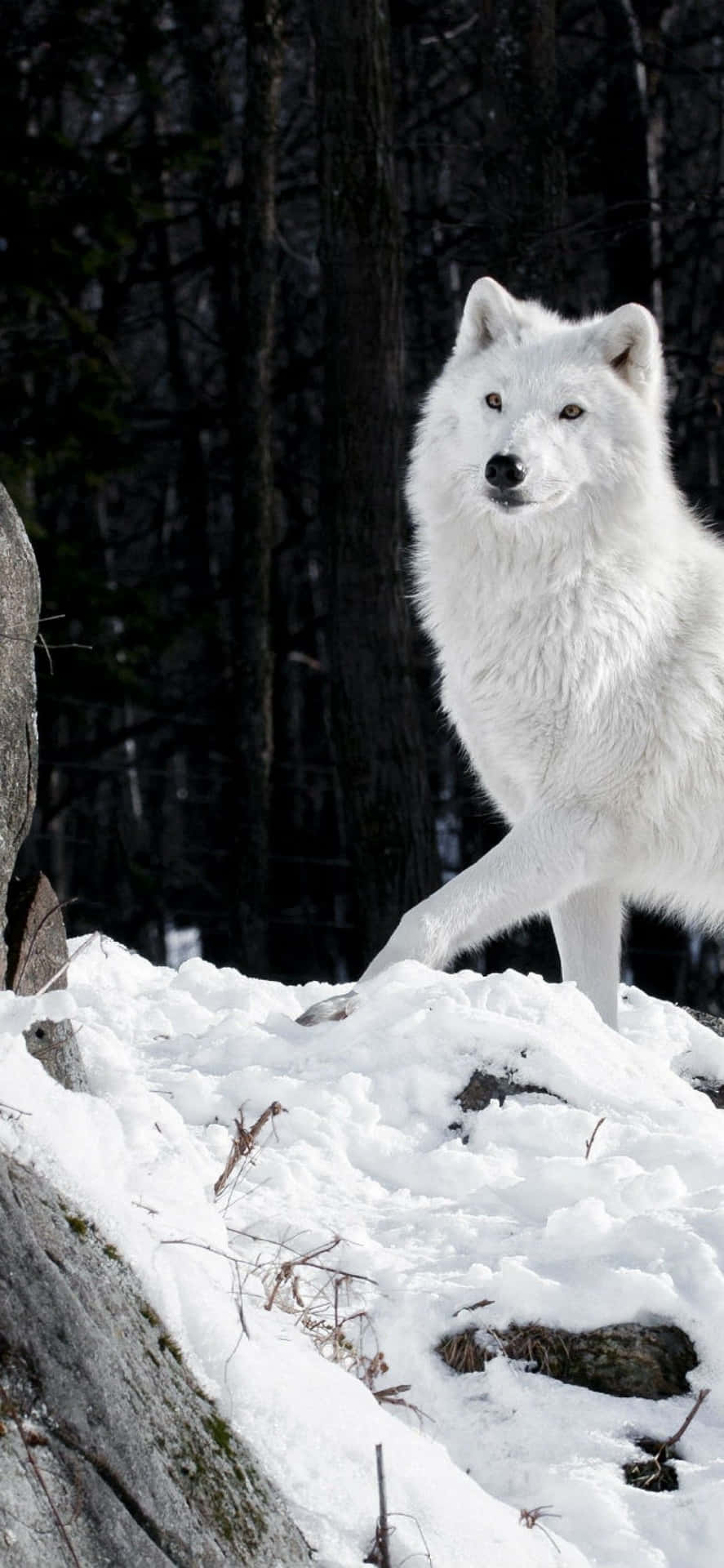 Explore The Darkness With A Wolf Iphone Background