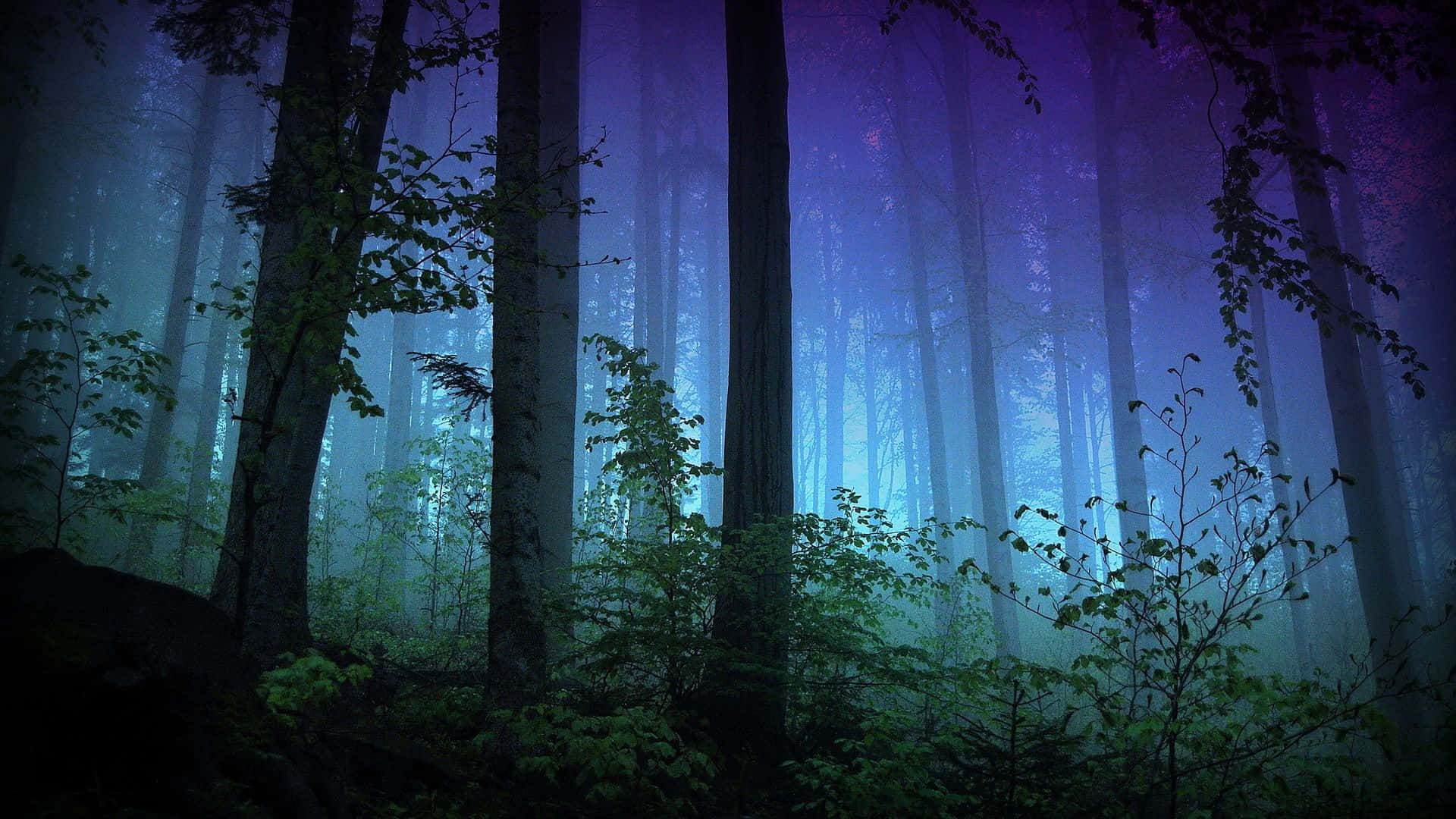 Explore The Depths Of A Mysterious Night Forest Background