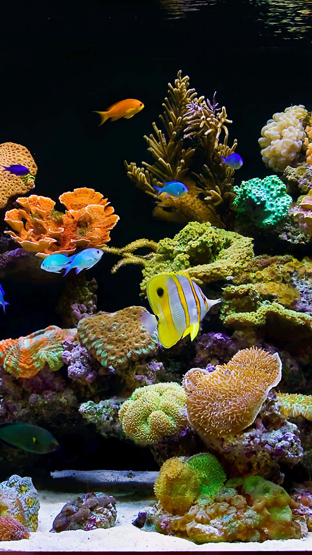 Explore The Depths Of An Aquarium On Your Iphone Background