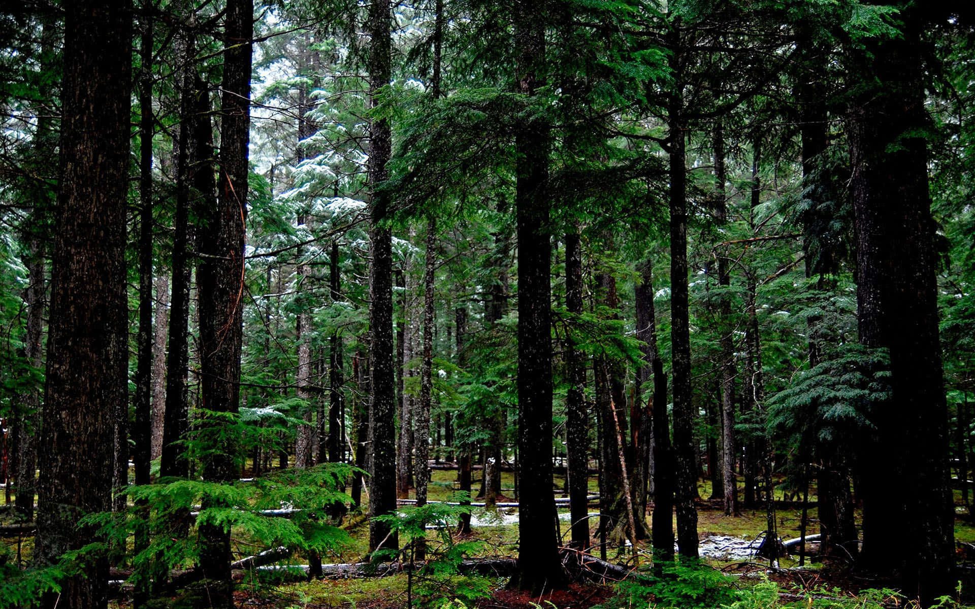 Explore The Enchanting Dark Green Forest Background
