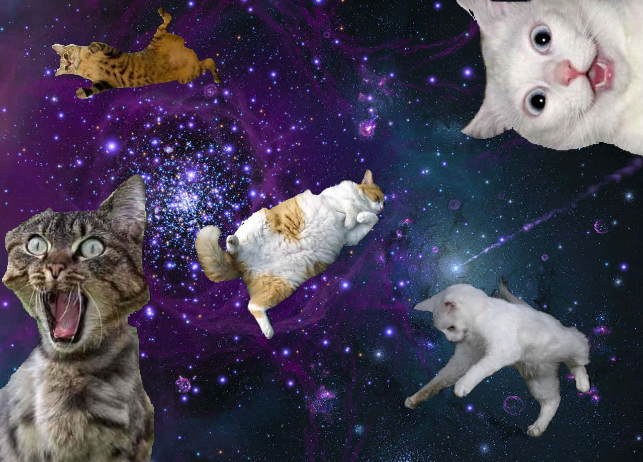 Explore The Enchanting World Of Galaxy Cat Background
