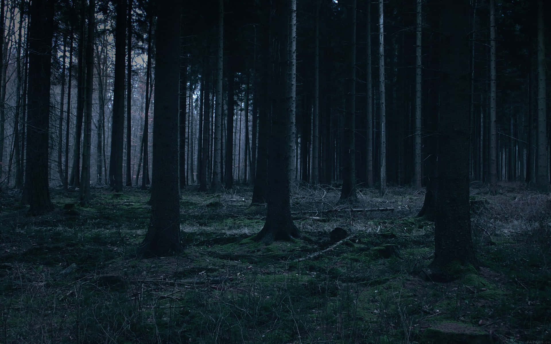 Explore The Lush Expanse Of Dark Green Forest Background