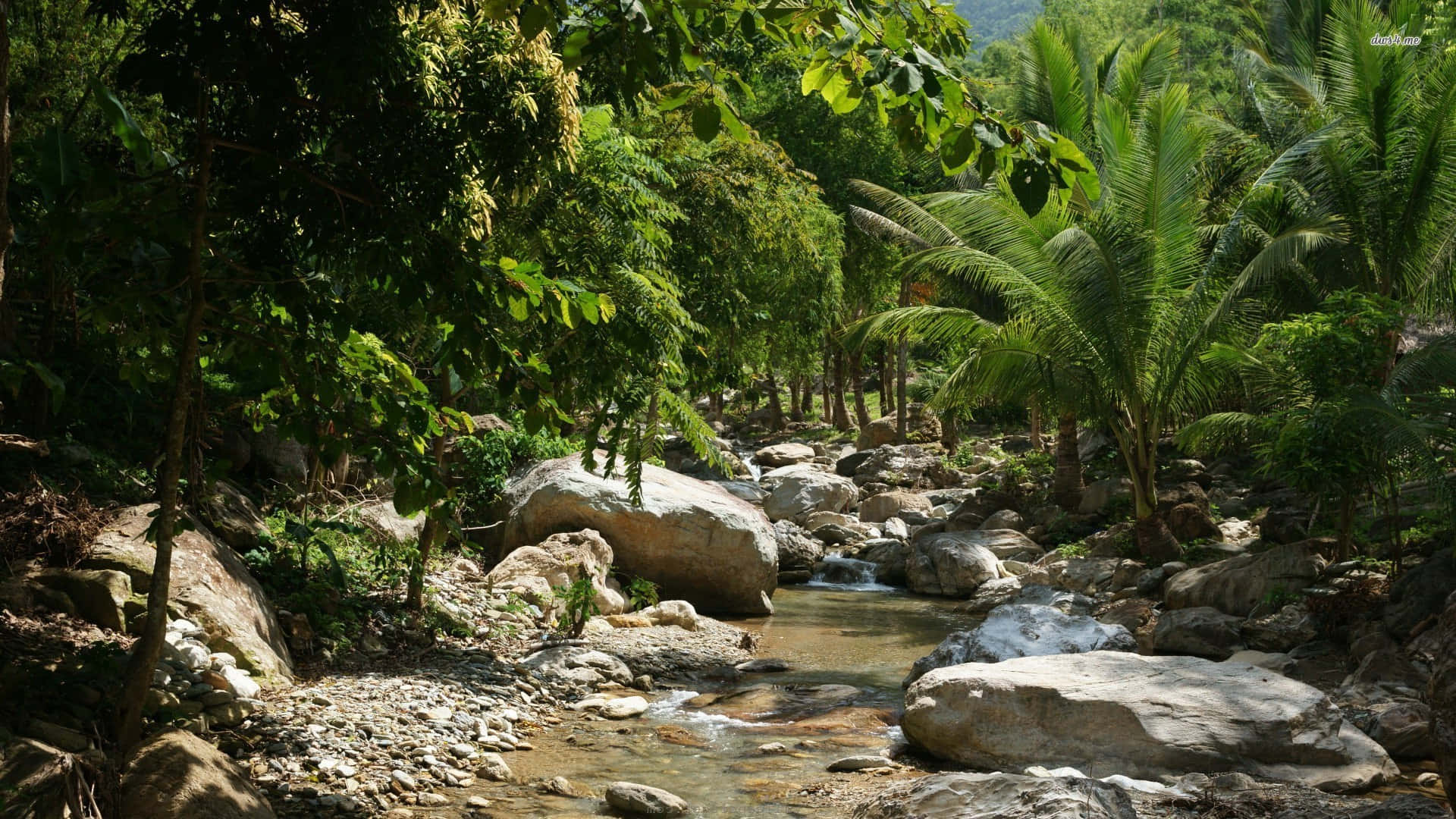 Explore The Lush Greenery Of The Scenic Jungle Background