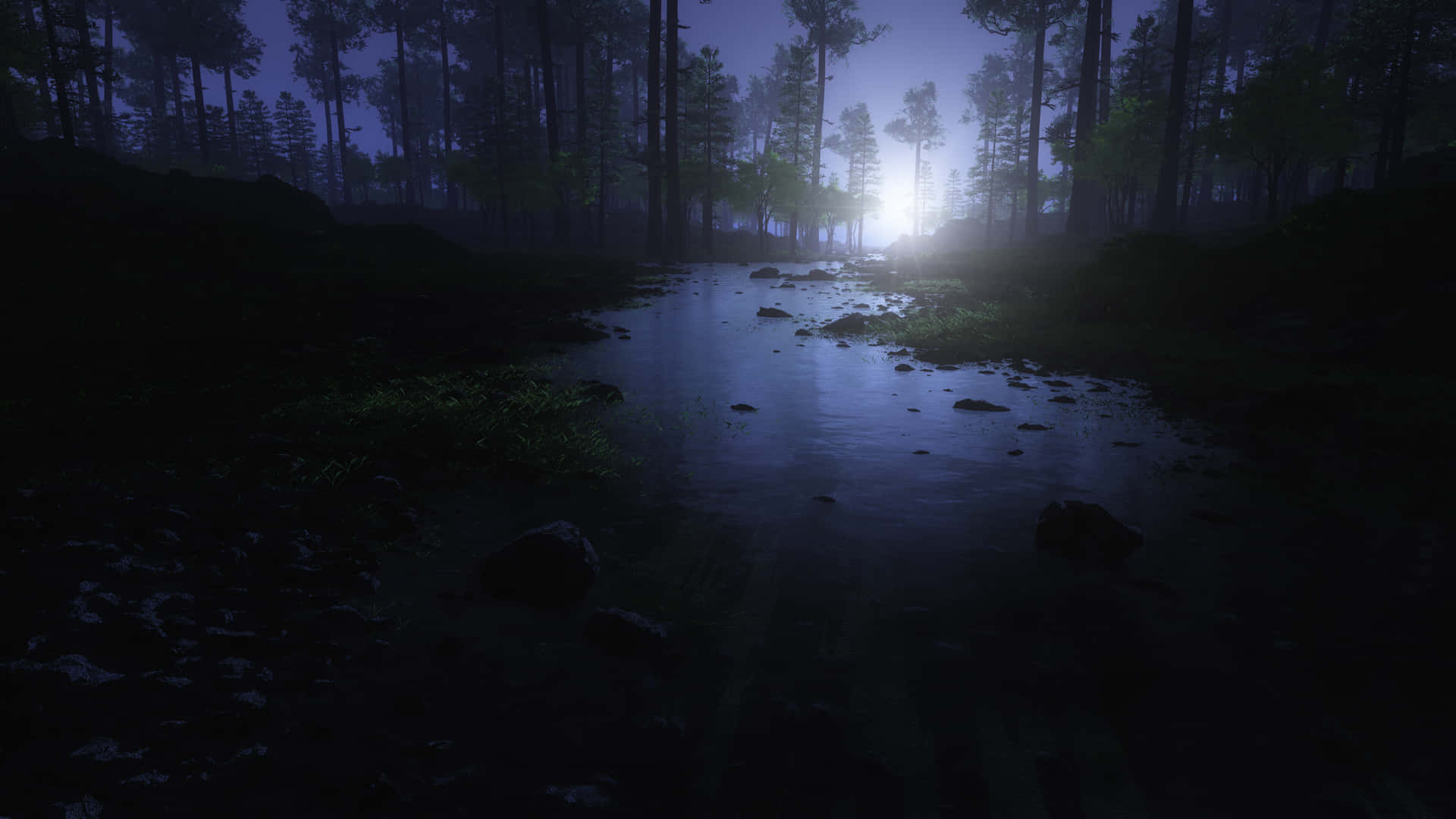 Explore The Mysterious Beauty Of The Night Forest