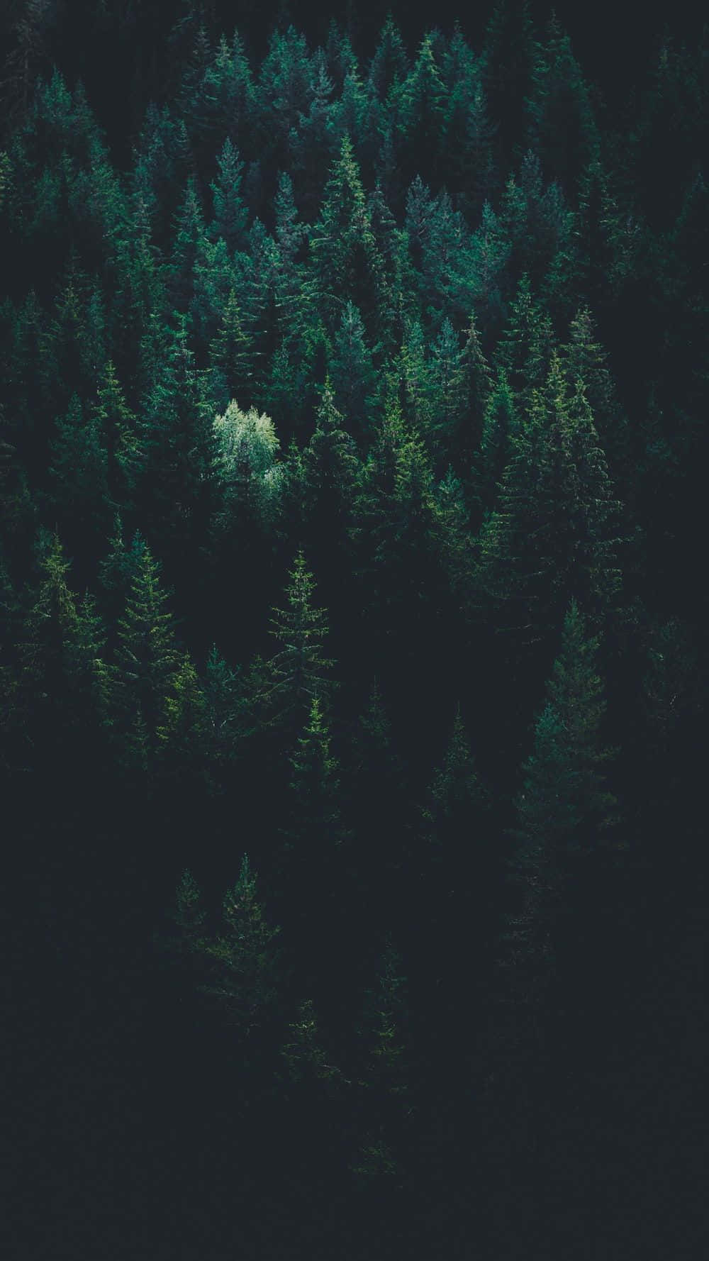 Explore The Mysterious Dark Green Forest Background