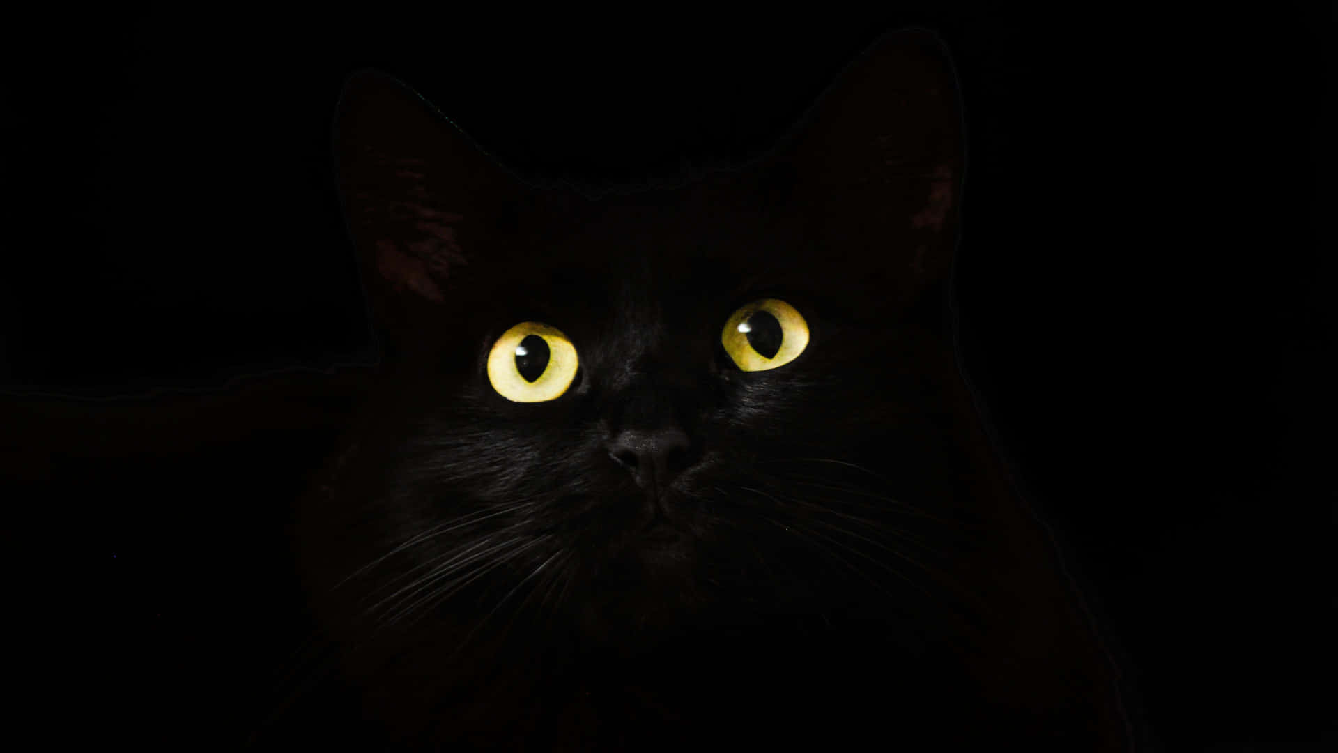 Explore The Mysterious Realm Of Dark Animals Background