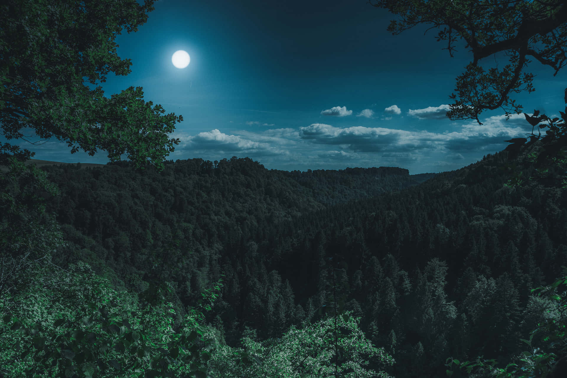 Explore The Mysterous And Enchanting Night Forest Background
