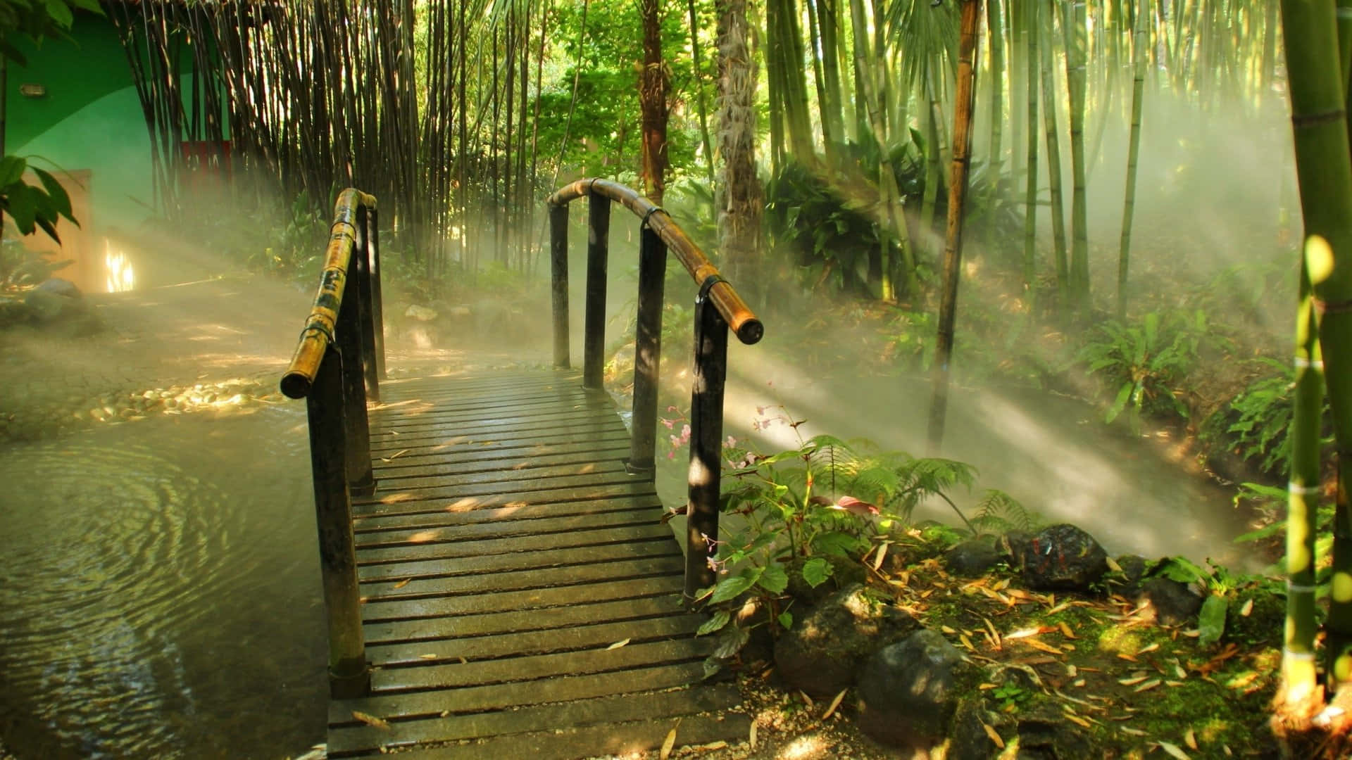 “explore The Mystical Bamboo Forest”