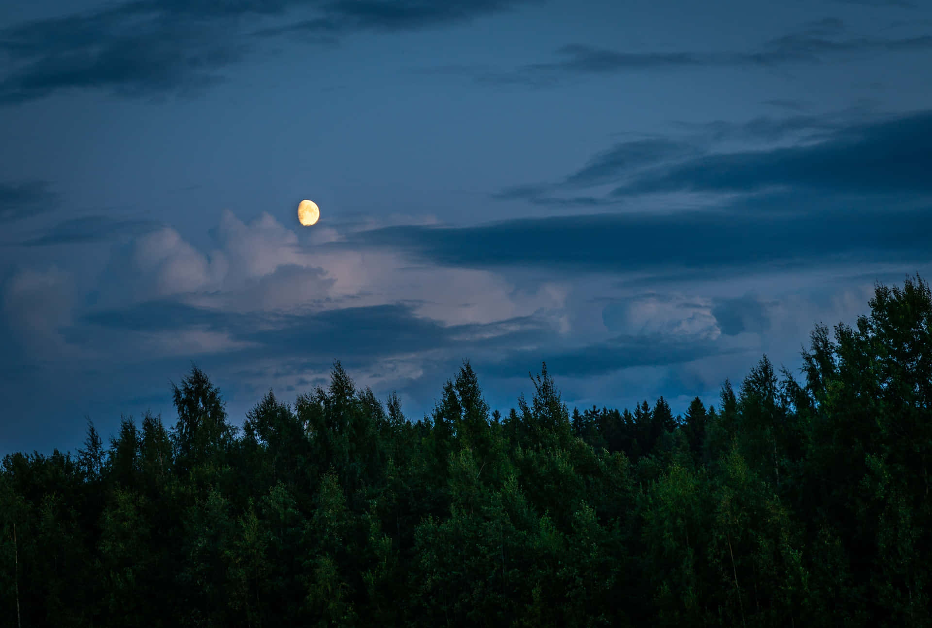 Explore The Peaceful Serenity Of Night Forest Background
