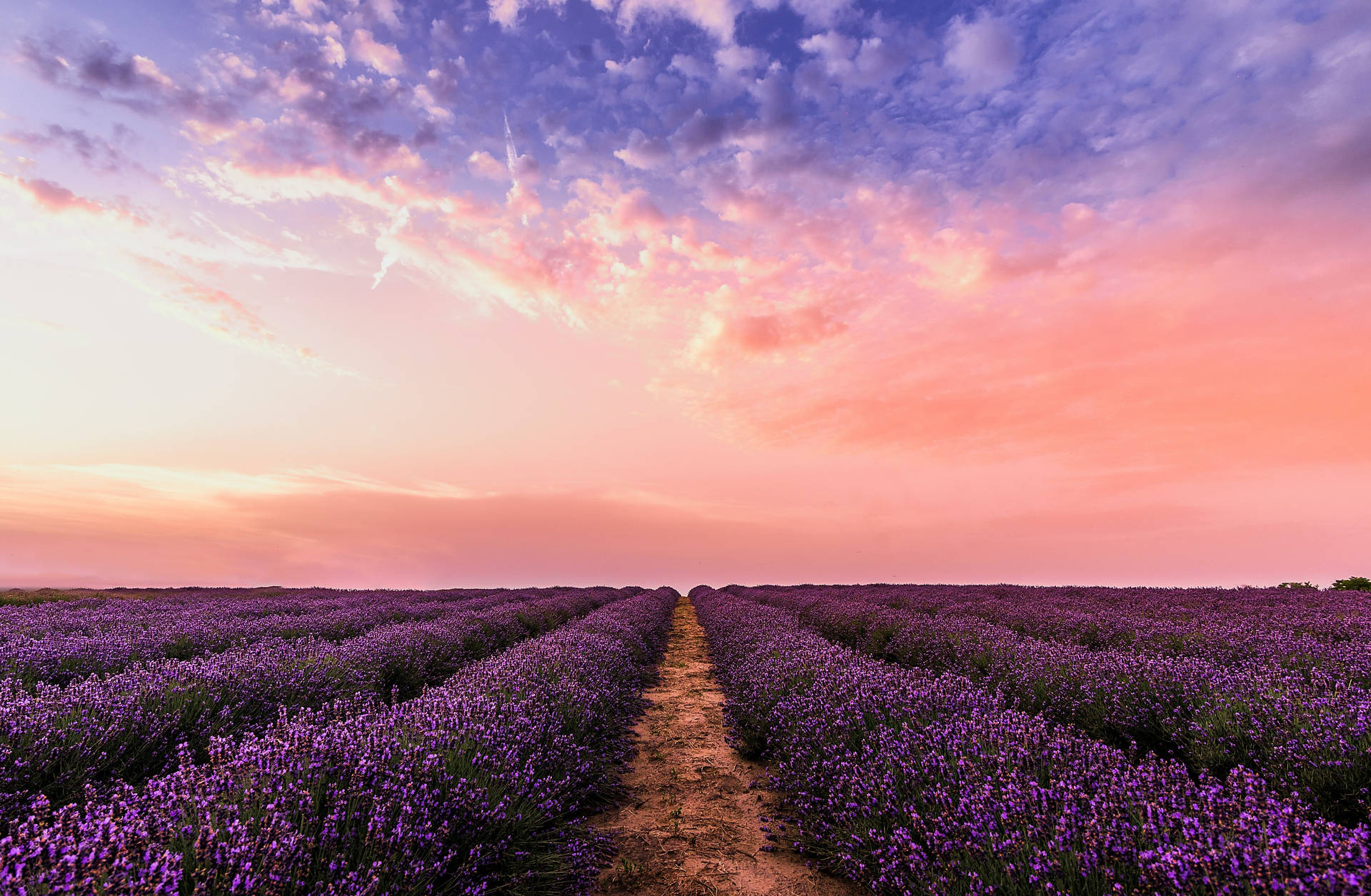 Explore The Stunning Beauty Of A Pastel-hued Lavender Field. Background