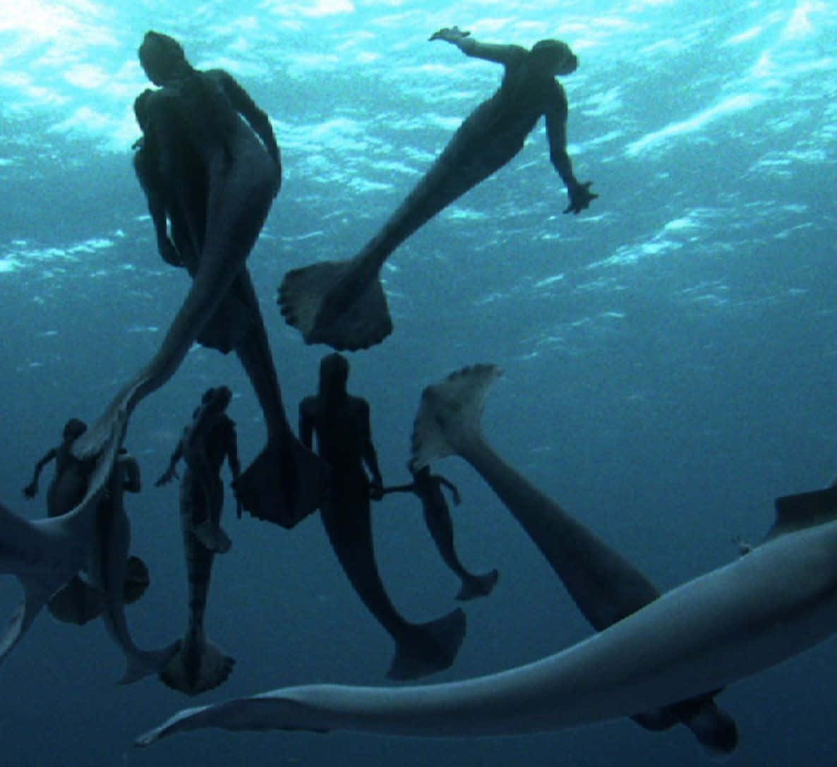 “explore The Underwater Of The Ocean With A Real Mermaid”