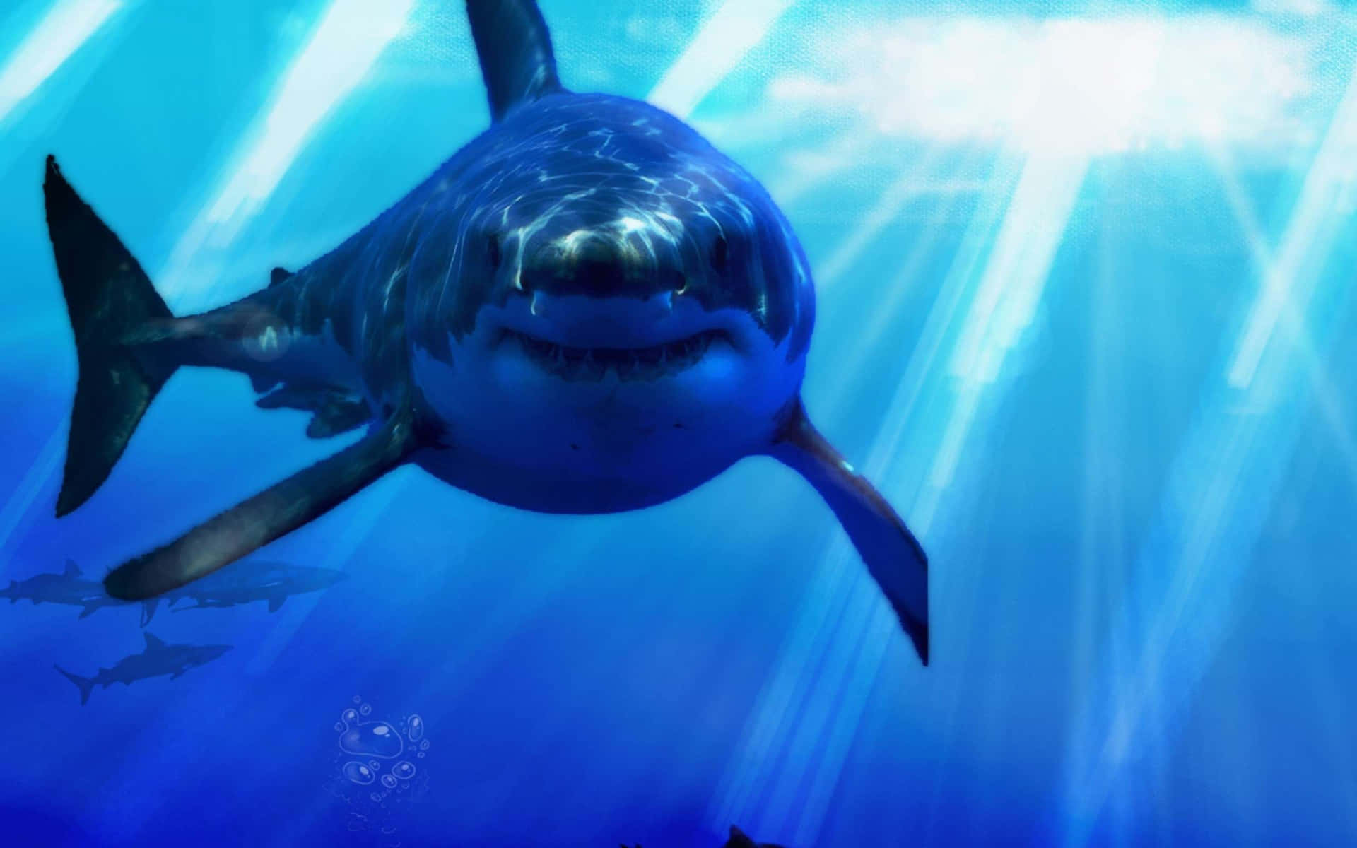 Explore The Underwater World Of The Cool Shark. Background