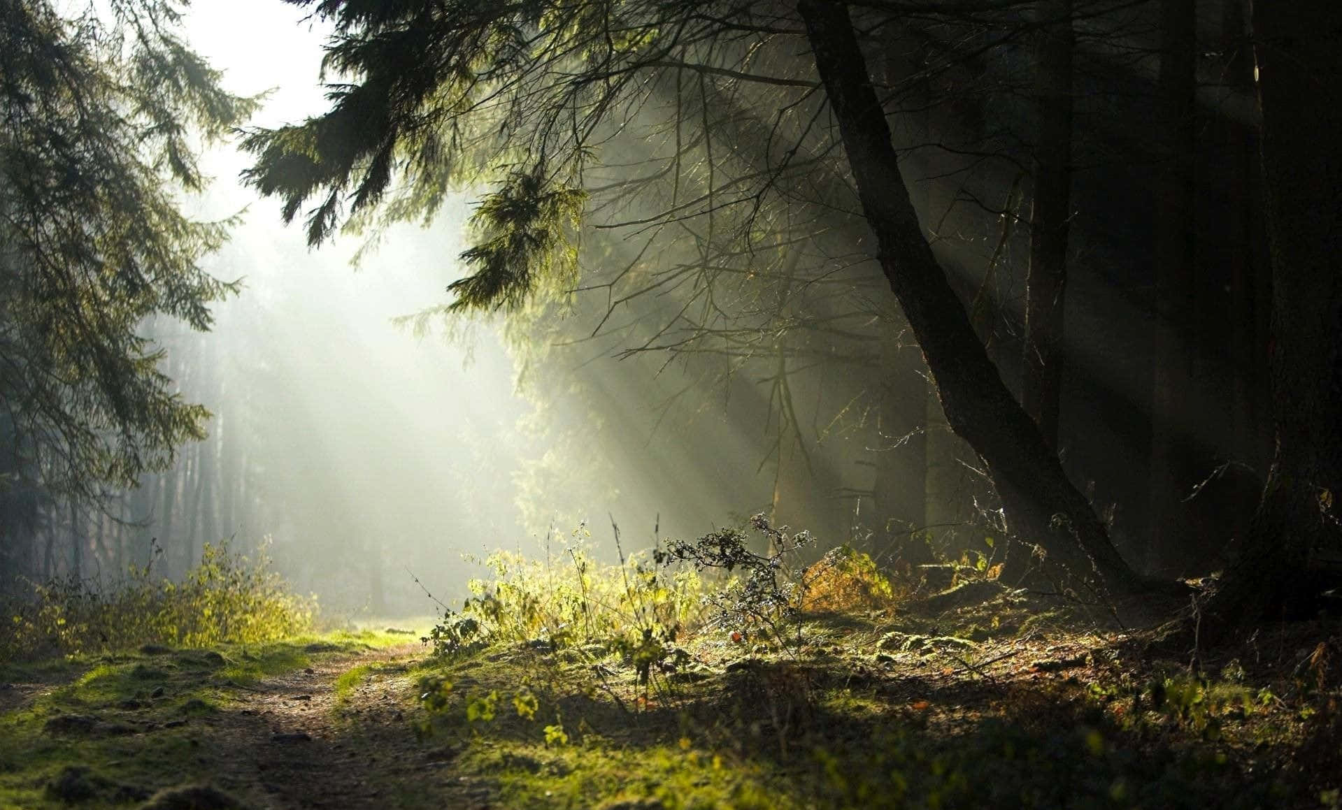 Explore The Vibrant Magic Of Nature Background