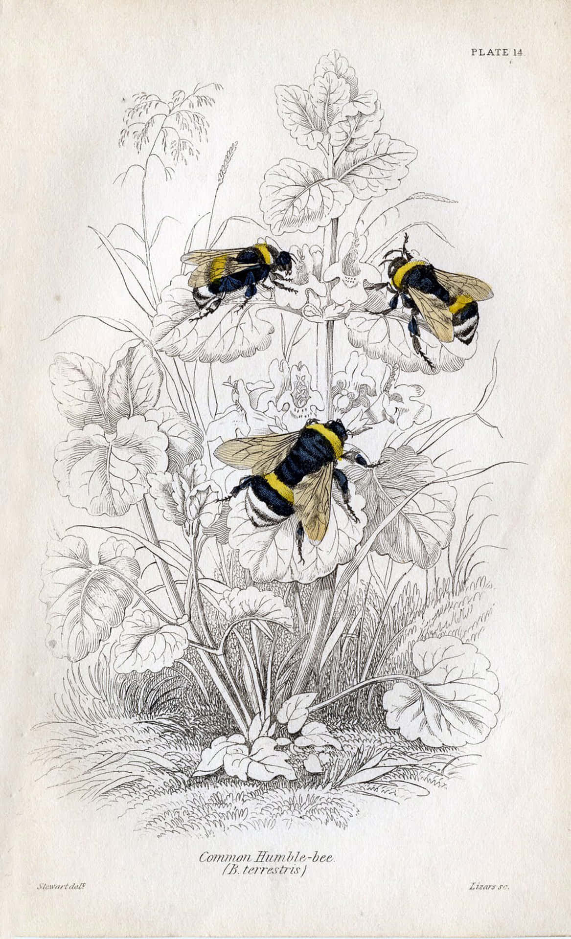 Explore The Wonders Of Nature With Vintage Bee Background